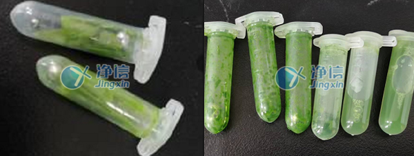 玉米葉片研磨前后效果圖