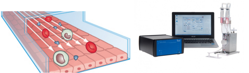 ibidi細胞流體培養(yǎng)