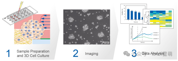 從樣品制備到3D細胞培養、成像和分析.png