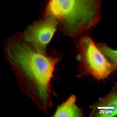 1735611481143136.png e859e43162bd37eab49d8e1388cdc0ea.png