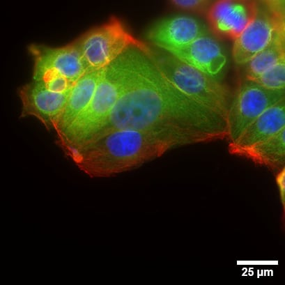 1735611503421547.png 90f7893f2b2d5e1b80b1dda7216f82fe.png