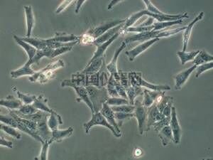 易必迪 ibidi 培養(yǎng)&染色 u-Slide I 圖3.jpg