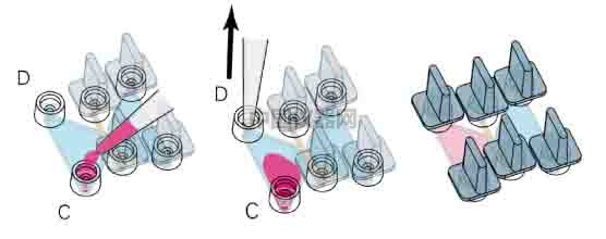 細胞趨化實驗新方法（二）--實時觀察細胞動態